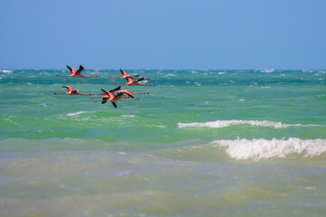 Flamingos flying on the beach of Sisal, Yucatan, México  - obrazy, fototapety, plakaty