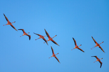 Flamencos flying in the sky