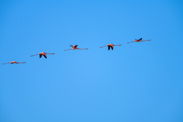 Flamingos flying in the blue sky