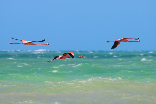 Three American Flamingos Flying Over Turquoise Waters in Yucatan, Mexico