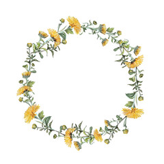 Watercolor circle frame border template for design. Wreath of yellow flower dandelion isolated on white background. Hand-drawn summer plant for health. Copy space. Clipart for wedding invitation