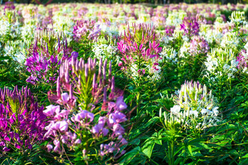 Obraz premium Field of colorful flowers in a beautiful garden and greenery background 