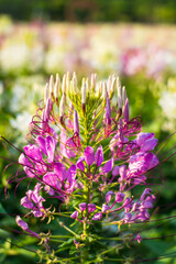 Colorful flowers, bright, beautiful, blurred background and bright morning light