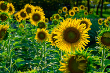 Obraz premium Flowers ( sunflower ) bright yellow in a beautiful field and morning light 