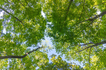 Obraz premium Rattlesnake Point Conservation Area is biosphere Reserve. Green trees look up. Contain unique and diverse natural environment at towering cliffs. Countryside greenery far from Toronto.