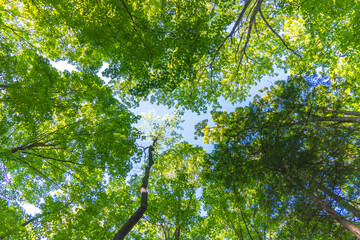 Rattlesnake Point Conservation Area is biosphere Reserve. Green trees look up. Contain unique and diverse natural environment at towering cliffs. Countryside greenery far from Toronto.