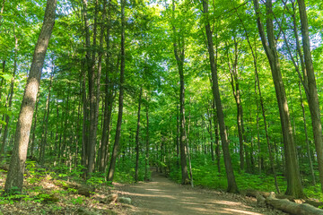 Rattlesnake Point Conservation Area hiking trail with green trees at summer. Natural view located in Ontario, Canada. Outdoor activities and attractions for traveler’s visitors to enjoy.