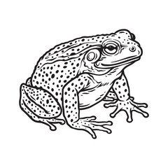 Frog hand drawn illustration vector