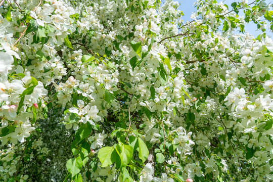 European crab apple or Malus, apple tree blooming at spring in Rosetta McClain Gardens, public garden located in Scarborough, Ontario, Canada. Popular spot for photography.