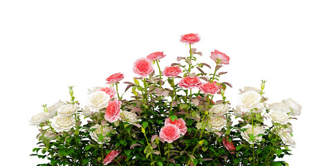 isolated flowers rose and plant decoration - obrazy, fototapety, plakaty