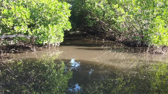 Overgrown Sea Channel in a Mangrove Forest During High Tide