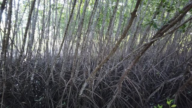Panning footage of a mangrove forest show the roots at low tide.
