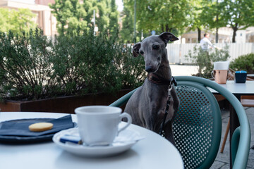 greyhound dog sitting on the table with coffee cup outdoor, concept of friendly lifestyle