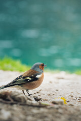 bird eating at braies lake in Italy.
