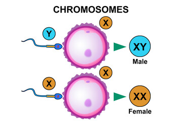 Human chromosomes and fertilization process - obrazy, fototapety, plakaty