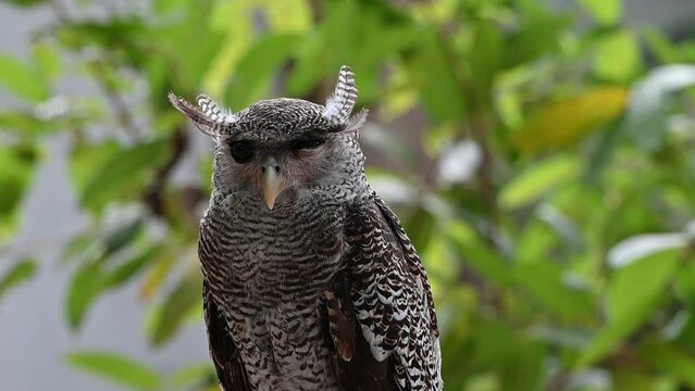 Close up bird of prey, The buffy fish owl, Ketupa ketupu, also known as the Malay fish owl, is a fish owl in the family Strigidae.