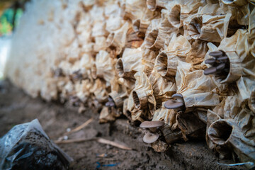Traditional mushrooms white Portobello and champignons row factory
