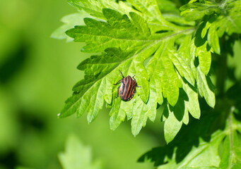 Striped bug on a green leaf on a May morning. Moscow region Russia