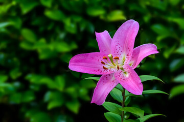 ユリの花(Lily Flower)