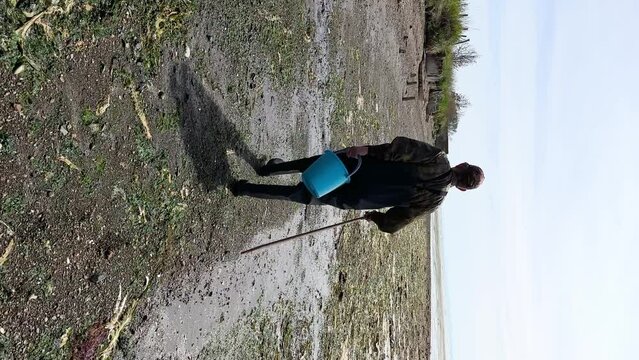 Back view of a man of seventy in a camouflage suit with a blue bucket in his hand, he walks along the sea coast in search of sea kale in sunny weather. Vertical video.