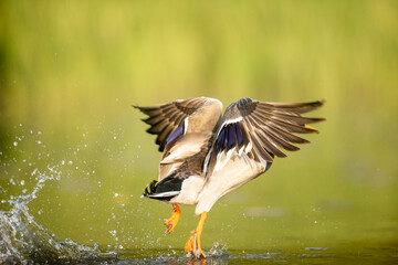 great crested grebe in flight