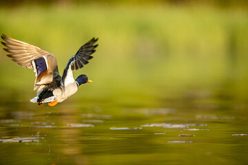 duck in the water - Powered by Adobe