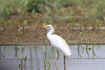 great blue heron