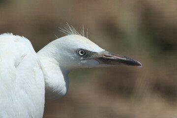 close up of a heron