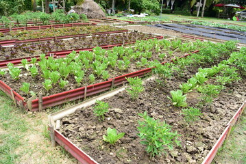 vegetable plot in the garden