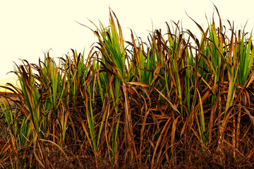 Fototapeta premium Champ de canne à sucre