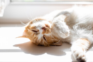 fluffy cat sleeps on the windowsill illuminated by the morning rays of the sun. The life of a cat. - obrazy, fototapety, plakaty