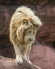 lion standing on edge looking down - obrazy, fototapety, plakaty