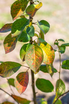 Cherry tree with stained leaves affected by coccomycosis. Care and treatment of fungal garden diseases.