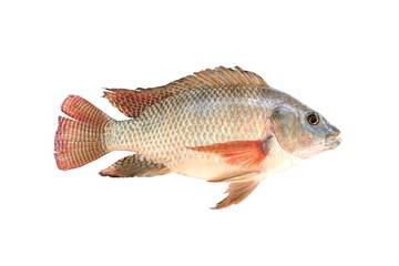 Fresh Tilapia fish isolated on transparent background top view, PNG File