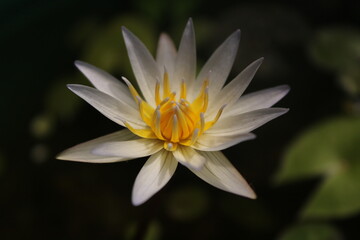 isolated water lily flower with water drops