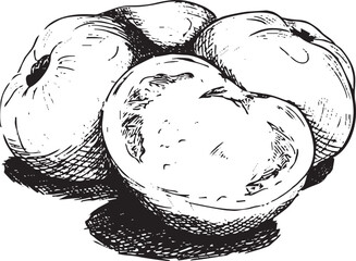 A sketch of several tomatoes in the style of graphics. Vector illustration