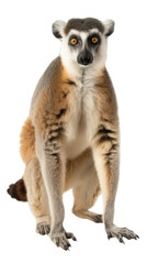 lemur sitting isolated on transparent background cutout , generative ai