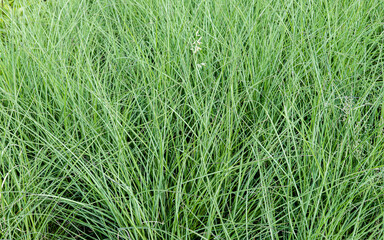 Texture filled with beautiful ornamental grass. Spring