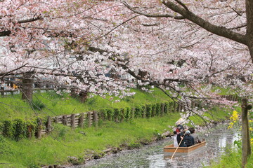 family, oriental, famous, tourist, cherry blossom, hanami, bloom, view, cherry, april, springtime, festival, branch, culture, outdoor, scene, blossom, lake, scenery, river, travel, flower, reflection,