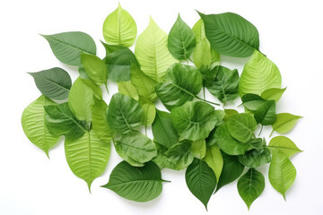 Tropical green leaves various isolated on white background