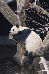 Oso panda