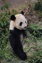 Obraz na płótnie Canvas Oso panda