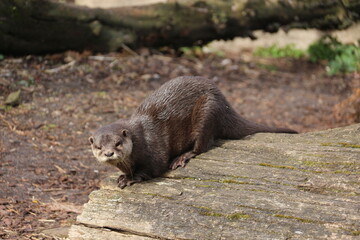 Nutria