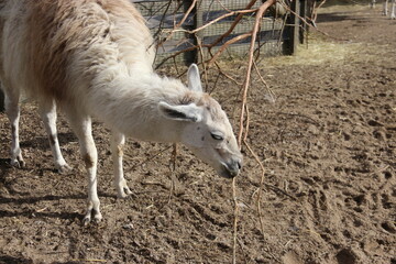Llama
