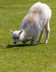 Llama (Vicugna pacos) on the grass