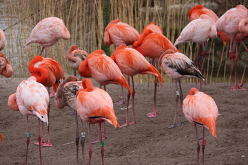 Flamencos 