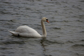 Fototapeta premium Cisne