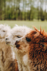 Alpacas graze in the spring meadow high in the mountains.