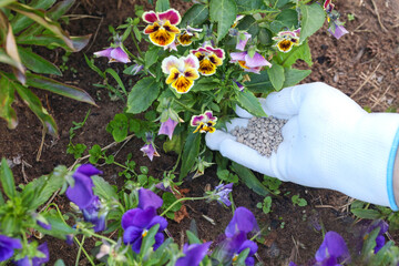 Farmer hands in gloves giving chemical fertilizer to flowers. fertilize organic garden