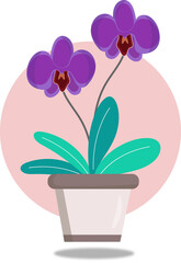 moon orchid flower flat illustration vector design